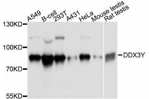 Western blot analysis of extracts of various cell lines, using DDX3Y antibody. (DDX3Y anticorps  (AA 1-210))