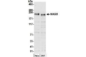 Western Blotting (WB) image for anti-Membrane Associated Guanylate Kinase, WW and PDZ Domain Containing 3 (MAGI3) (AA 1425-1475) antibody (ABIN7453000)