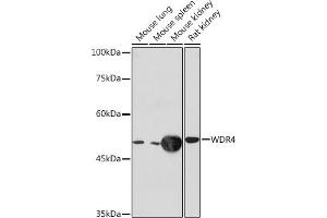 Western blot analysis of extracts of various cell lines, using WDR4 Rabbit mAb (ABIN7271355) at 1:1000 dilution. (WDR4 anticorps)