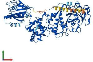 AlphaFold protein structure predicition of Mouse Recombinant Rhot1 Protein, UniprotID Q8BG51