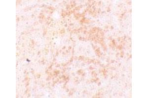 Immunohistochemical staining of rat spleen cells with HVCN1 polyclonal antibody  at 5 ug/mL. (HVCN1 anticorps  (C-Term))