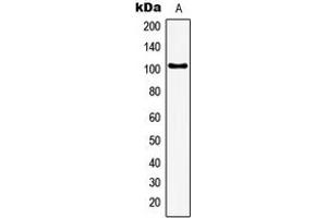 Western blot analysis of GTF3C3 expression in HeLa (A) whole cell lysates.
