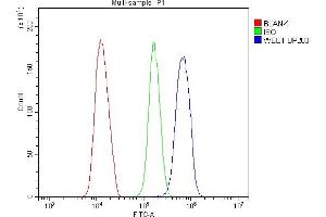 anti-WEE1 Homolog (S. Pombe) (WEE1) antibody