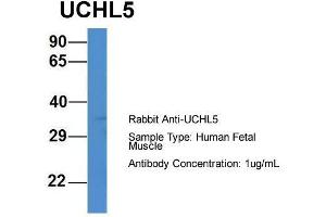Host: Rabbit  Target Name: UCHL5  Sample Tissue: Human Fetal Muscle  Antibody Dilution: 1. (UCHL5 anticorps  (C-Term))