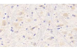 Detection of NRG1 in Mouse Cerebrum Tissue using Polyclonal Antibody to Neuregulin 1 (NRG1) (Neuregulin 1 anticorps  (AA 54-163))