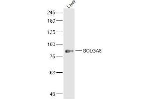 Mouse liver lysates probed with GOLGA6 Polyclonal Antibody, Unconjugated  at 1:300 dilution and 4˚C overnight incubation.