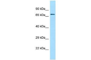 WB Suggested Anti-SGPL1 Antibody Titration: 1. (SGPL1 anticorps  (C-Term))