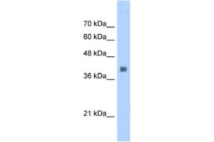 Western Blotting (WB) image for anti-Aldolase A, Fructose-Bisphosphate (ALDOA) antibody (ABIN2463134) (ALDOA anticorps)
