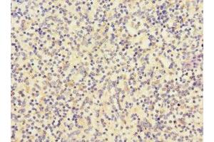 Immunohistochemistry of paraffin-embedded human spleen tissue using ABIN7147132 at dilution of 1:100