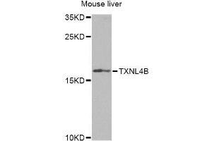 Western blot analysis of extracts of mouse liver, using TXNL4B Antibody (ABIN5974279) at 1/1000 dilution. (TXNL4B anticorps)