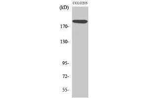Western Blotting (WB) image for anti-Mediator Complex Subunit 1 (MED1) (Thr2647) antibody (ABIN3187328) (MED1 anticorps  (Thr2647))