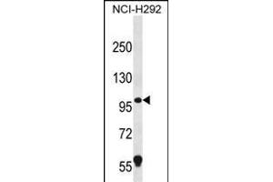 PION Antibody (C-term) (ABIN656412 and ABIN2845706) western blot analysis in NCI- cell line lysates (35 μg/lane). (GSAP anticorps  (C-Term))