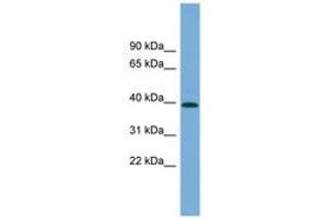 Image no. 1 for anti-Pleckstrin Homology Domain Containing, Family A (phosphoinositide Binding Specific) Member 1 (PLEKHA1) (AA 107-156) antibody (ABIN6744206) (PLEKHA1 anticorps  (AA 107-156))