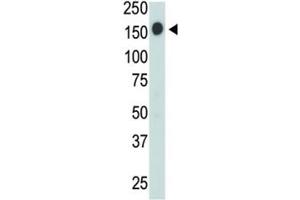 CD45 antibody used in western blot to detect CD45 in Jurkat cell lysate