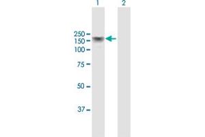 Western Blot analysis of ADAR expression in transfected 293T cell line by ADAR MaxPab polyclonal antibody.