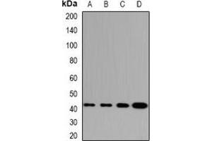 Western blot analysis of GABPB1 expression in HepG2 (A), HT29 (B), mouse spleen (C), mouse thymus (D) whole cell lysates.