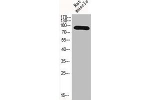 Western Blot analysis of RAT-MUSCLE cells using HIF-1β Polyclonal Antibody (ARNT anticorps  (N-Term))