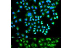 Immunofluorescence analysis of A549 cells using PRKACG Polyclonal Antibody (PRKACG anticorps)