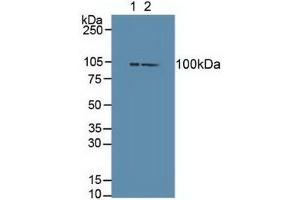 Figure. (DVL3 anticorps  (AA 545-716))