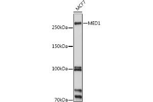 anti-Mediator Complex Subunit 1 (MED1) (AA 1-300) antibody