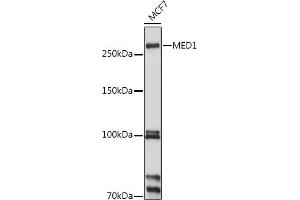 Western blot analysis of extracts of MCF7 cells, using MED1 antibody (ABIN3022447, ABIN3022448, ABIN3022449, ABIN1513196 and ABIN6218824) at 1:1000 dilution. (MED1 anticorps  (AA 1-300))