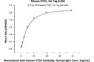 Immobilized Mouse CTGF, His Tag (ABIN6386422,ABIN6388278) at 2 μg/mL (100 μL/well) can bind Monoclonal A CTGF Antibody, Human IgG1 with a linear range of 0. (CTGF Protein (AA 26-348) (His tag))