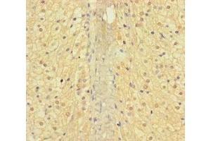 Immunohistochemistry of paraffin-embedded human adrenal gland tissue using ABIN7144378 at dilution of 1:100 (AP3M2 anticorps  (AA 1-273))