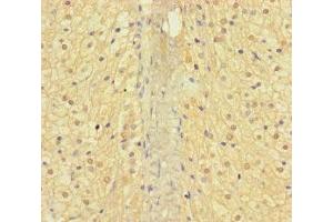 Immunohistochemistry of paraffin-embedded human adrenal gland tissue using ABIN7144378 at dilution of 1:100