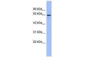 SLC34A3 antibody used at 0. (SLC34A3 anticorps  (Middle Region))