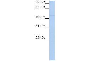 WB Suggested Anti-NR2F1 Antibody Titration:  0. (NR2F1 anticorps  (N-Term))
