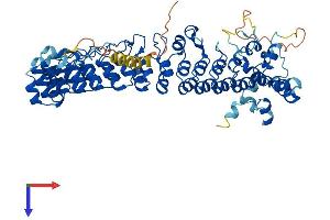 AlphaFold protein structure predicition of Human Recombinant ASB15 Protein, UniprotID Q8WXK1