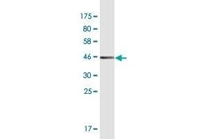 Western Blot detection against Immunogen (36.
