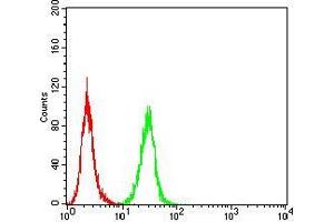 Flow cytometric analysis of HeLa cells using Rab8 mouse mAb (green) and negative control (red).