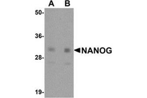 Western blot analysis of NANOG in human spleen tissue lysate with NANOG antibody at (A) 1 and (B) 2 μg/ml. (Nanog anticorps  (Center))