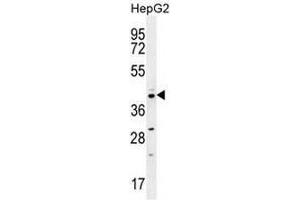 CCNI2 Antibody (Center) western blot analysis in HepG2 cell line lysates (35µg/lane). (CCNI2 anticorps  (Middle Region))