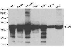 Western blot analysis of extracts of various cell lines, using ENO1 antibody. (ENO1 anticorps  (AA 1-434))