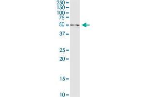 UAP1 MaxPab rabbit polyclonal antibody. (UAP1 anticorps  (AA 1-505))