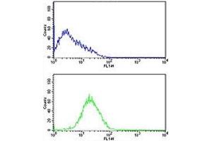 Caspase-2 antibody flow cytometric analysis of HL-60 cells (bottom histogram) compared to a negative control cell (top histogram). (Caspase 2 anticorps  (AA 198-226))
