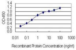 anti-Microtubule Associated Monoxygenase, Calponin and LIM Domain Containing 1 (MICAL1) (AA 971-1067) antibody
