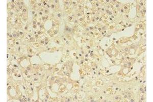 Immunohistochemistry of paraffin-embedded human adrenal gland tissue using ABIN7146032 at dilution of 1:100