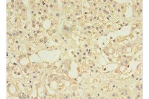 Immunohistochemistry of paraffin-embedded human adrenal gland tissue using ABIN7146032 at dilution of 1:100 (MYCBP anticorps  (AA 2-103))