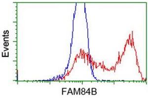 HEK293T cells transfected with either RC207996 overexpress plasmid (Red) or empty vector control plasmid (Blue) were immunostained by anti-FAM84B antibody (ABIN2453034), and then analyzed by flow cytometry. (FAM84B anticorps)