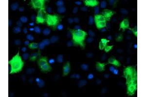 Image no. 4 for anti-ATG3 Autophagy Related 3 (ATG3) antibody (ABIN1496761) (ATG3 anticorps)