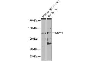 Western blot analysis of extracts of various cell lines, using GRM4 antibody (ABIN6128231, ABIN6141425, ABIN6141426 and ABIN6223112) at 1:1000 dilution.