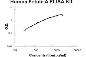 Human Fetuin A PicoKine ELISA Kit standard curve (Fetuin A Kit ELISA)