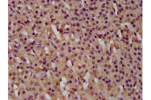 IHC image of ABIN7154578 diluted at 1:500 and staining in paraffin-embedded human adrenal gland tissue performed on a Leica BondTM system. (GTPBP1 anticorps  (AA 562-669))