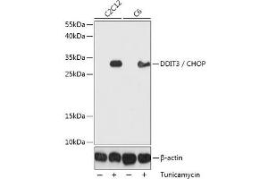 Western blot analysis of extracts of various cell lines using DDIT3 / CHOP Polyclonal Antibody at dilution of 1:1000. (DDIT3 anticorps)
