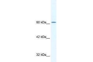 Human HepG2; WB Suggested Anti-TLE3 Antibody Titration: 2. (TLE3 anticorps  (N-Term))