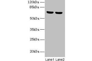 Western blot All lanes: SYTL3 antibody at 5 μg/mL Lane 1: A549 whole cell lysate Lane 2: THP-1 whole cell lysate Secondary Goat polyclonal to rabbit IgG at 1/10000 dilution Predicted band size: 69, 61 kDa Observed band size: 69 kDa (SYTL3 anticorps  (AA 1-300))