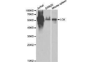 Western blot analysis of extracts of various cell lines, using LCK antibody (ABIN5971204) at 1/1000 dilution. (LCK anticorps)